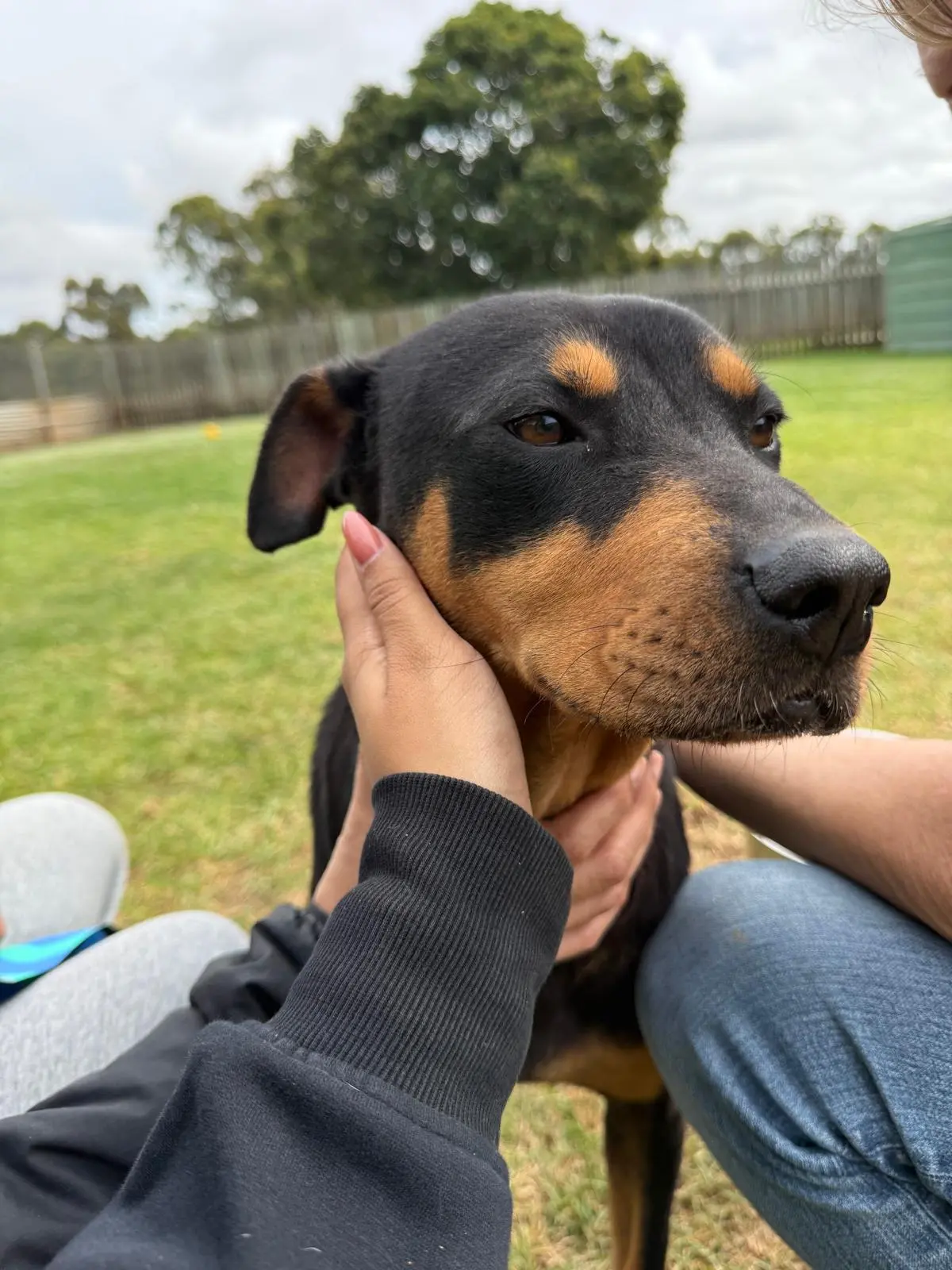 Give a Dog a Second Chance